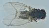 Drosophila sp.